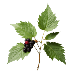 Mulberry leaves - ใบหม่อน
