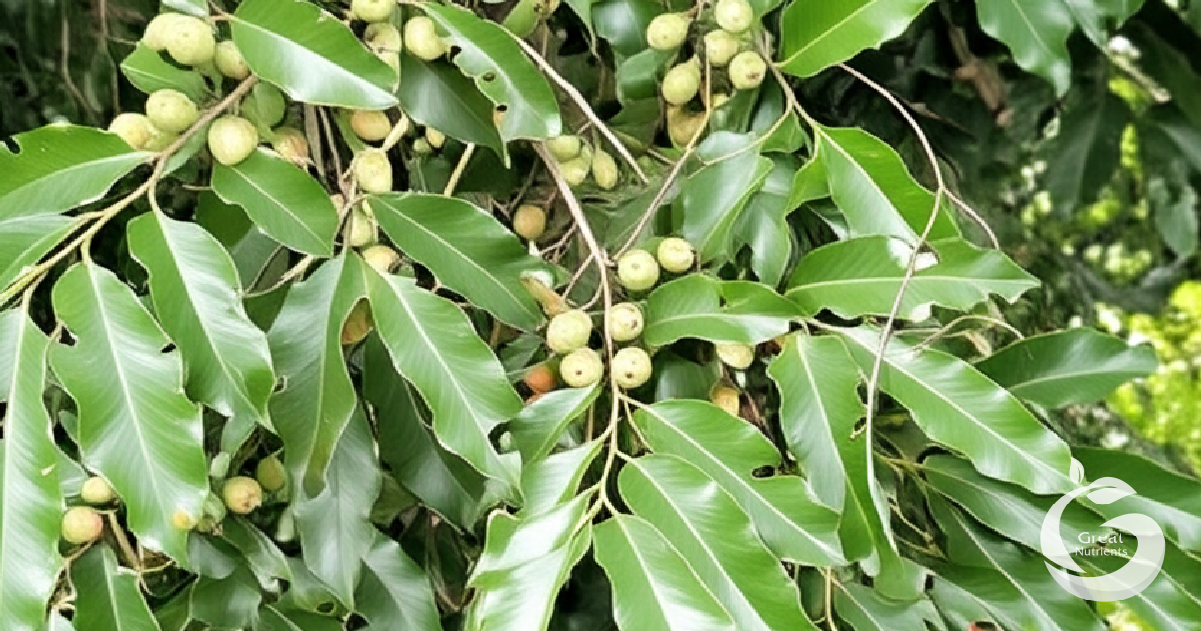 มะคำไก่ - Drypetes roxburghii