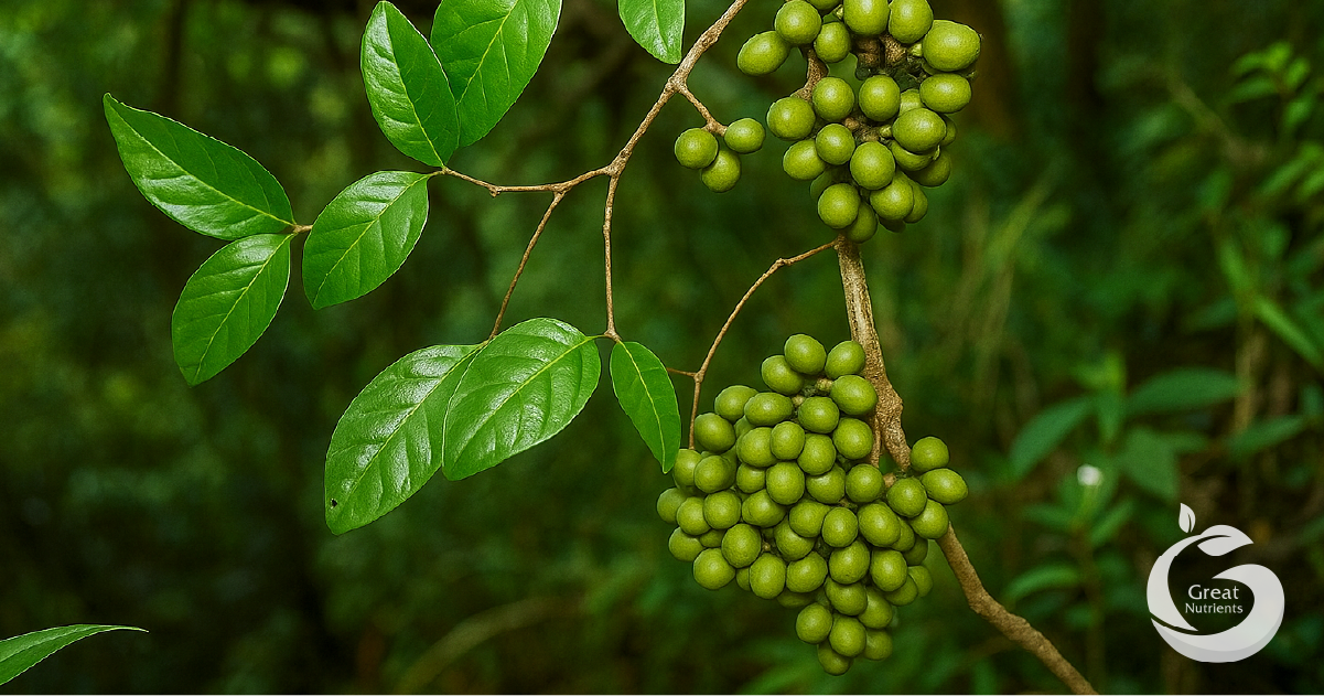เถาเมื่อย (Gnetum montanum)